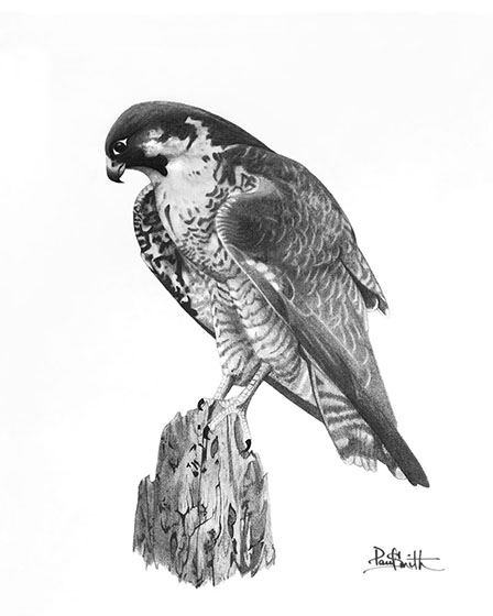 Peregrine Falcon